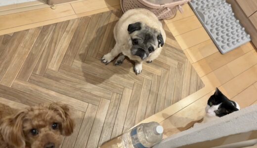 『あずき＆よもぎ＆もなか日記vol.21／動物たちに見る寛容性と受容性』