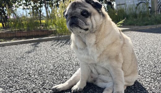 『老いと死を考える』