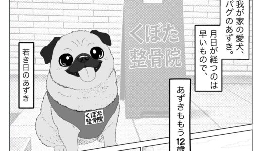 『おかげさまで12周年／あずき＆よもぎ＆もなか日記vol.0〜我が家の愛犬パグのあずき〜』